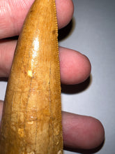 Load image into Gallery viewer, Monster Carcharodontosaur Fossil Tooth just Over 3 Inches No Repair Incredible Serrations
