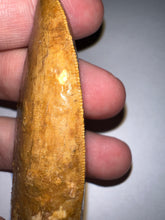 Load image into Gallery viewer, Monster Carcharodontosaur Fossil Tooth just Over 3 Inches No Repair Incredible Serrations
