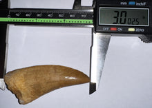 Load image into Gallery viewer, Monster Carcharodontosaur Fossil Tooth just Over 3 Inches No Repair Incredible Serrations
