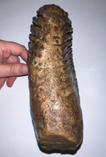Load image into Gallery viewer, Huge Ice Age Fossil Woolly Mammoth Molar 8.19 Inches from Siberia
