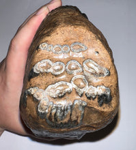 Load image into Gallery viewer, Huge Ice Age Fossil Woolly Mammoth Molar 8.19 Inches from Siberia

