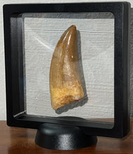 Load image into Gallery viewer, Monster Carcharodontosaur Fossil Tooth just Over 3 Inches No Repair Incredible Serrations
