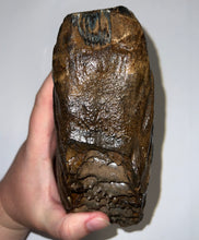 Load image into Gallery viewer, Huge Ice Age Fossil Woolly Mammoth Molar 8.19 Inches from Siberia
