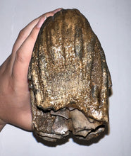 Load image into Gallery viewer, Huge Ice Age Fossil Woolly Mammoth Molar 8.19 Inches from Siberia
