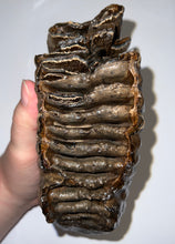 Load image into Gallery viewer, Huge Ice Age Fossil Woolly Mammoth Molar 8.19 Inches from Siberia
