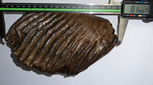 Load image into Gallery viewer, Huge Ice Age Fossil Woolly Mammoth Molar 8.19 Inches from Siberia
