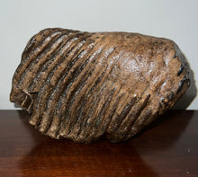 Load image into Gallery viewer, Huge Ice Age Fossil Woolly Mammoth Molar 8.19 Inches from Siberia
