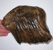 Load image into Gallery viewer, Large Ice Age Fossil Woolly Mammoth Molar 7.54 Inches from Siberia
