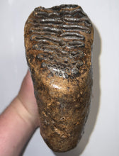 Load image into Gallery viewer, Large Ice Age Fossil Woolly Mammoth Molar 7.54 Inches from Siberia
