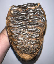 Load image into Gallery viewer, Large Ice Age Fossil Woolly Mammoth Molar 7.54 Inches from Siberia
