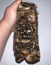 Load image into Gallery viewer, Large Ice Age Fossil Woolly Mammoth Molar 7.54 Inches from Siberia
