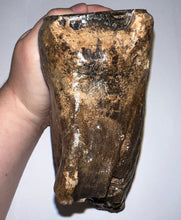 Load image into Gallery viewer, Large Ice Age Fossil Woolly Mammoth Molar 7.54 Inches from Siberia

