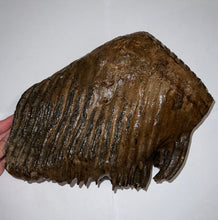 Load image into Gallery viewer, GEM ENORMOUS Ice Age Fossil Woolly Mammoth Molar 12.5 Inches and over 16 Pound from Siberia
