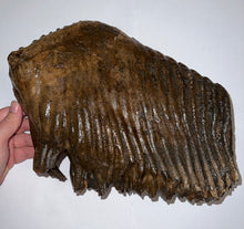 Load image into Gallery viewer, GEM ENORMOUS Ice Age Fossil Woolly Mammoth Molar 12.5 Inches and over 16 Pound from Siberia

