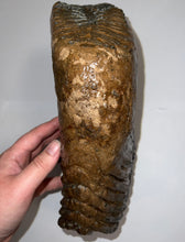 Load image into Gallery viewer, GEM ENORMOUS Ice Age Fossil Woolly Mammoth Molar 12.5 Inches and over 16 Pound from Siberia
