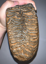 Load image into Gallery viewer, GEM ENORMOUS Ice Age Fossil Woolly Mammoth Molar 12.5 Inches and over 16 Pound from Siberia
