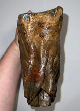 Load image into Gallery viewer, GEM ENORMOUS Ice Age Fossil Woolly Mammoth Molar 12.5 Inches and over 16 Pound from Siberia
