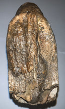 Load image into Gallery viewer, GEM ENORMOUS Ice Age Fossil Woolly Mammoth Molar 12.5 Inches and over 16 Pound from Siberia
