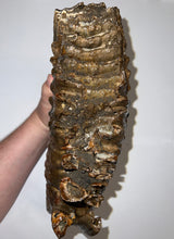 Load image into Gallery viewer, GEM ENORMOUS Ice Age Fossil Woolly Mammoth Molar 12.5 Inches and over 16 Pound from Siberia
