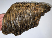 Load image into Gallery viewer, HUGE Ice Age Fossil Woolly Mammoth Molar 9.38 Inches from Siberia
