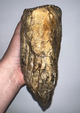 Load image into Gallery viewer, HUGE Ice Age Fossil Woolly Mammoth Molar 9.38 Inches from Siberia
