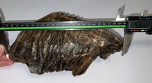 Load image into Gallery viewer, HUGE Ice Age Fossil Woolly Mammoth Molar 9.38 Inches from Siberia
