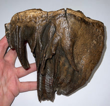 Load image into Gallery viewer, GEM Large Ice Age Fossil Woolly Mammoth Molar 7.24 Inches from Siberia
