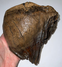 Load image into Gallery viewer, GEM Large Ice Age Fossil Woolly Mammoth Molar 7.24 Inches from Siberia
