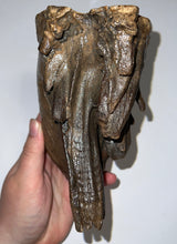 Load image into Gallery viewer, GEM Large Ice Age Fossil Woolly Mammoth Molar 7.24 Inches from Siberia
