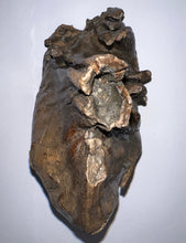Load image into Gallery viewer, GEM Large Ice Age Fossil Woolly Mammoth Molar 7.24 Inches from Siberia
