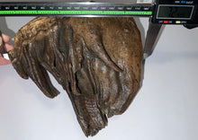 Load image into Gallery viewer, GEM Large Ice Age Fossil Woolly Mammoth Molar 7.24 Inches from Siberia
