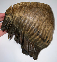 Load image into Gallery viewer, GEM Large Ice Age Fossil Woolly Mammoth Molar 7.62 Inches from Siberia
