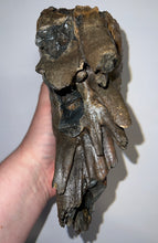 Load image into Gallery viewer, GEM Large Ice Age Fossil Woolly Mammoth Molar 7.62 Inches from Siberia
