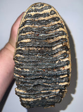 Load image into Gallery viewer, GEM Large Ice Age Fossil Woolly Mammoth Molar 7.62 Inches from Siberia
