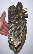 Load image into Gallery viewer, GEM Large Ice Age Fossil Woolly Mammoth Molar 7.62 Inches from Siberia
