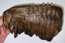 Load image into Gallery viewer, Huge Ice Age Fossil Woolly Mammoth Molar 8.79 Inches from Siberia
