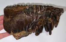 Load image into Gallery viewer, Huge Ice Age Fossil Woolly Mammoth Molar 8.79 Inches from Siberia
