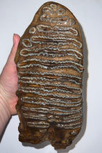 Load image into Gallery viewer, Huge Ice Age Fossil Woolly Mammoth Molar 8.79 Inches from Siberia
