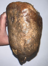 Load image into Gallery viewer, Huge Ice Age Fossil Woolly Mammoth Molar 8.79 Inches from Siberia
