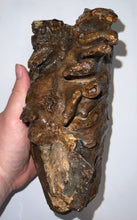 Load image into Gallery viewer, Huge Ice Age Fossil Woolly Mammoth Molar 8.79 Inches from Siberia
