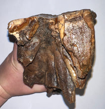 Load image into Gallery viewer, Huge Ice Age Fossil Woolly Mammoth Molar 8.79 Inches from Siberia
