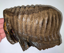 Load image into Gallery viewer, GEM Huge Ice Age Fossil Woolly Mammoth Molar 8.74 Inches from Siberia
