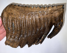 Load image into Gallery viewer, GEM Huge Ice Age Fossil Woolly Mammoth Molar 8.74 Inches from Siberia
