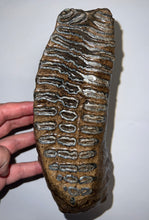 Load image into Gallery viewer, GEM Huge Ice Age Fossil Woolly Mammoth Molar 8.74 Inches from Siberia

