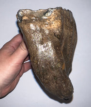Load image into Gallery viewer, GEM Huge Ice Age Fossil Woolly Mammoth Molar 8.74 Inches from Siberia
