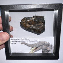 Load image into Gallery viewer, Framed Gomphothere Fossil Molar Fragment One per Order!
