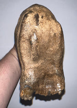 Load image into Gallery viewer, GEM Huge Ice Age Fossil Woolly Mammoth Molar 8.74 Inches from Siberia
