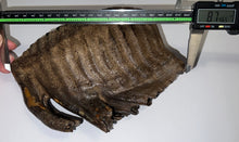 Load image into Gallery viewer, GEM Huge Ice Age Fossil Woolly Mammoth Molar 8.74 Inches from Siberia
