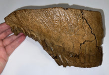 Load image into Gallery viewer, HUGE Ice Age Fossil Woolly Mammoth Molar 9.82 Inches from Siberia
