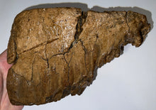 Load image into Gallery viewer, HUGE Ice Age Fossil Woolly Mammoth Molar 9.82 Inches from Siberia
